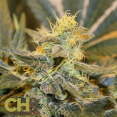 CH9 Seeds Northern Lights Skunk x Pow 33