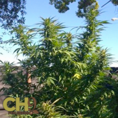 CH9 Seeds Yumboldt x Vintage 2006