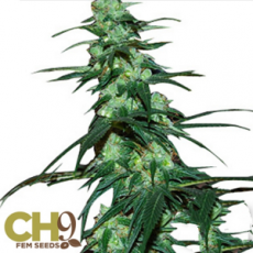 CH9 Seeds NL5 Haze Jack 33