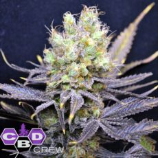 CBD Crew Seeds Nordle