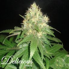 Delicious Seeds Northern Light Blue