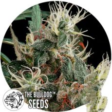 The Bulldog Seeds Northern Light