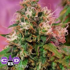 CBD Crew Seeds OG Kush