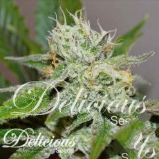 Delicious Seeds Original Juan Herer