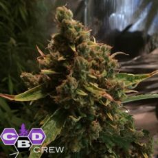 CBD Crew Seeds PH