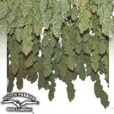 CH9 Seeds Power Plant