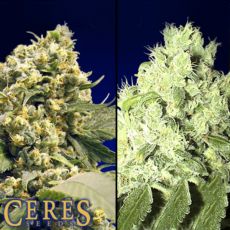 Ceres Seeds Promo Pack