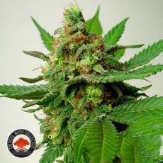 Critical Mass Collective Psychotropic Mass