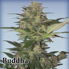 Buddha Seeds Red Dwarf Autoflowering