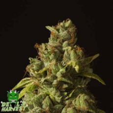 Devil's Harvest Seeds Rollex OG Kush