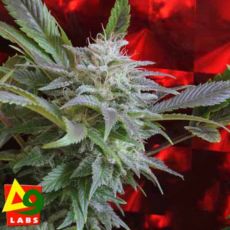 Delta 9 Labs Seeds Strawberry Skunk