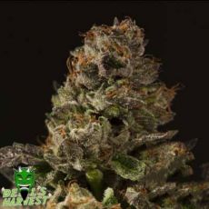 Devil's Harvest Seeds Strawberry Sour Diesel