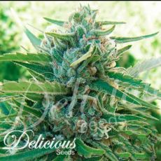 Delicious Seeds Sugar Black Rose Early Version