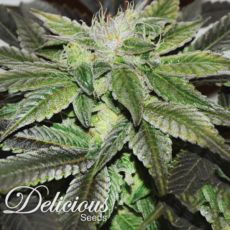 Delicious Seeds Sugar Candy