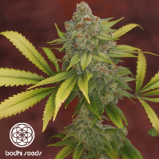 Bodhi Seeds Sunshine Daydream