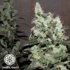Bodhi Seeds Super Snow Lotus