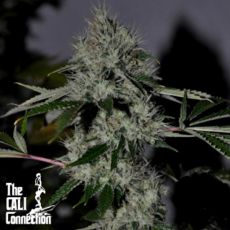 Cali Connection Seeds Chem 4OG