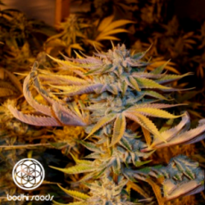 Bodhi Seeds White Lotus