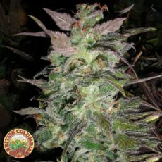 British Columbia Seeds Couchlock