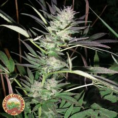 British Columbia Seeds Purple Lightning