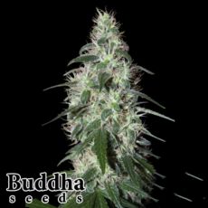 Buddha Seeds Pulsar