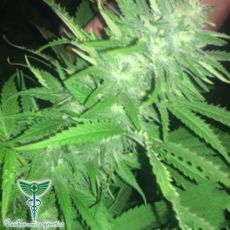 Dankonomics Genetics Seeds Ultimate Banana Kush