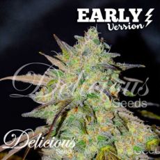 Delicious Seeds Marmalate Early Version