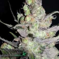 Dispensario Seeds AUTO Clinical Mass aka AUTO Clinical