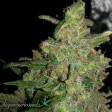 Dispensario Seeds Critical M AKA Clinical