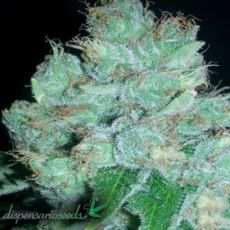 Dispensario Seeds Eter Blueberry AKA Eter Express