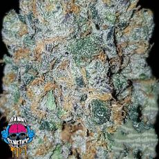 Dank Genetics Seeds Dank Sauce