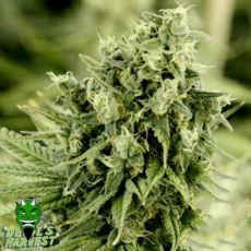 Devil's Harvest Seeds Dazy Jones