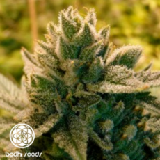 Bodhi Seeds Love Triangle