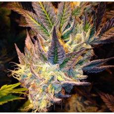 Dankonomics Genetics Seeds Sour Tooth 4
