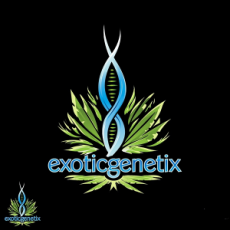 Exotic Genetix Seeds Eye Candy