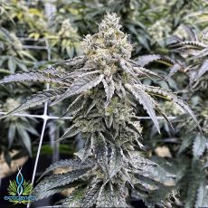 Exotic Genetix Seeds Milk Monkey
