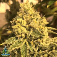 Exotic Genetix Seeds Ceasar