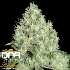DNA Genetics Seeds Limited Collection 91 Krypt
