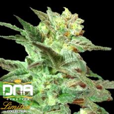 DNA Genetics Seeds Limited Collection Honey BooBoo