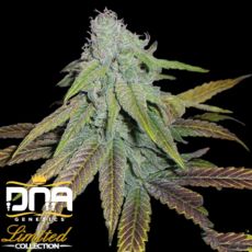 DNA Genetics Seeds Limited Collection P.C.K