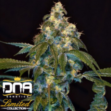 DNA Genetics Seeds Limited Collection Super Lemon OG
