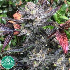 Emerald Mountain Seeds Mandlebrots OilSpill