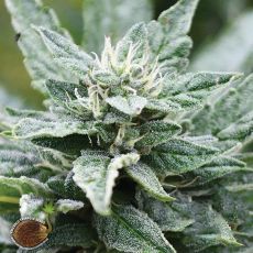 Emerald Triangle Seeds San Fernando Valley OG Kush x RPK