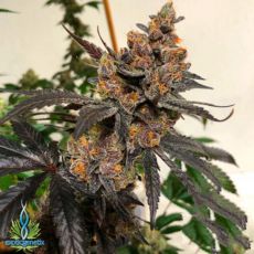 Exotic Genetix Seeds Falcon 9