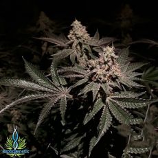 Exotic Genetix Seeds Gelato Mint