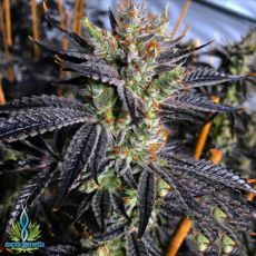 Exotic Genetix Seeds Guicy Banger