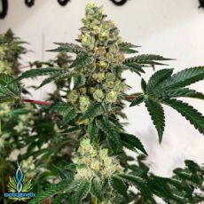 Exotic Genetix Seeds Slap Wagon