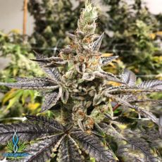 Exotic Genetix Seeds Sloppy Box