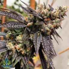 Exotic Genetix Seeds Tina F2