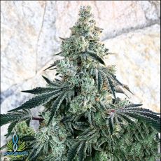 Exotic Genetix Seeds Bonkers